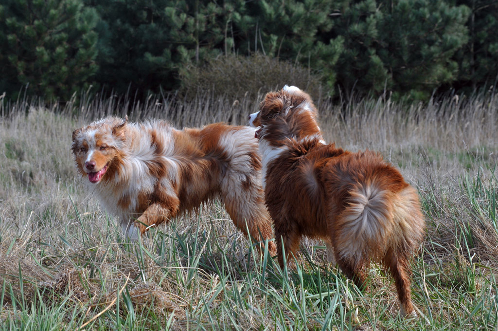 Cedrick und Piper