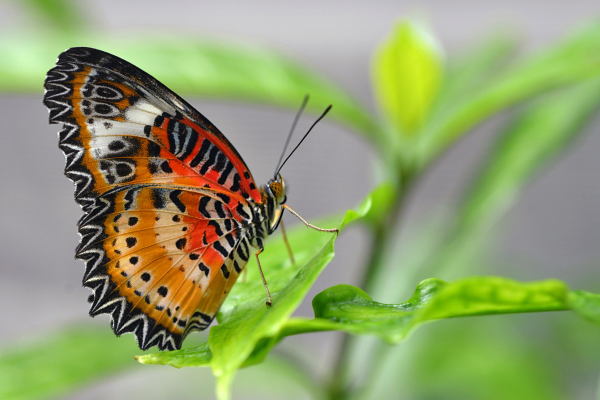 Cethosia cyane Leoparden Netzflügler