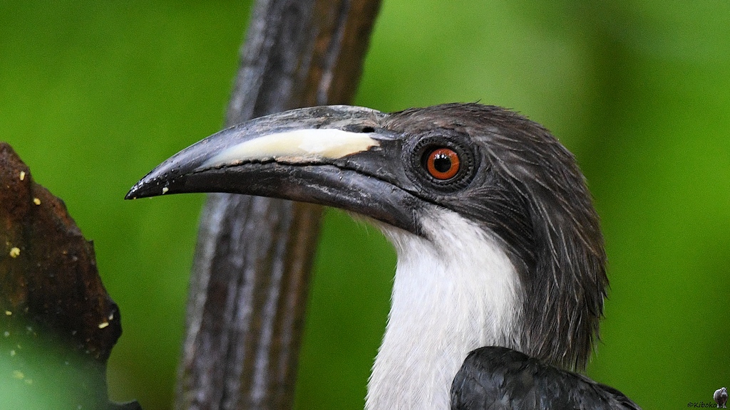 Ceylon-Grautoko auch Ceylontoko genannt (Sri Lnaka grey hornbill)
Sinharaja Rainforest

s1148 Shinharaja Hornschnabel 7865