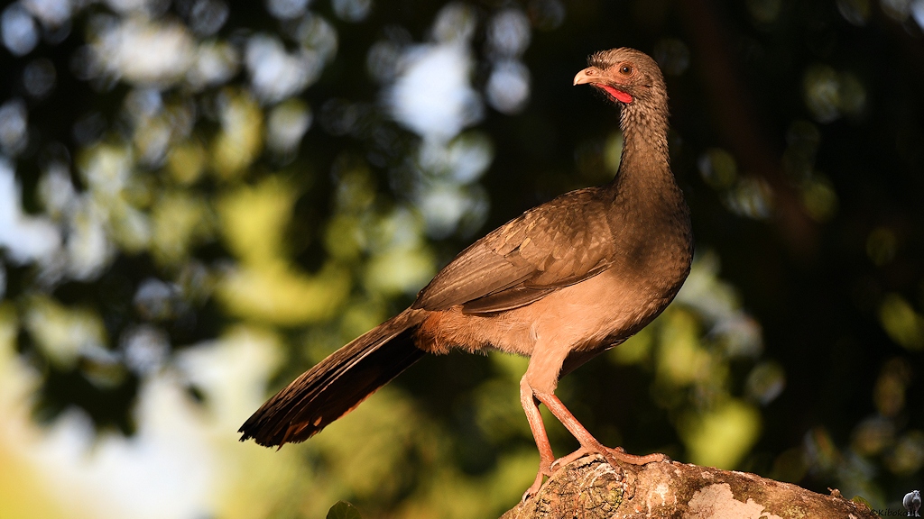Chacoguan (Chaco Chachalaca)

s811 PantanalHotel ChacoChachalaca 3383