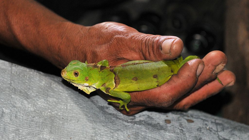 Chamäleon
Yupukari
6214