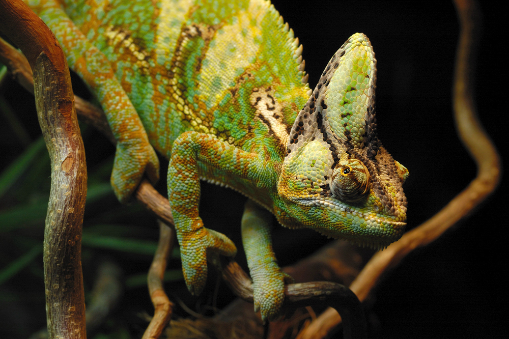 Chamaeleon
