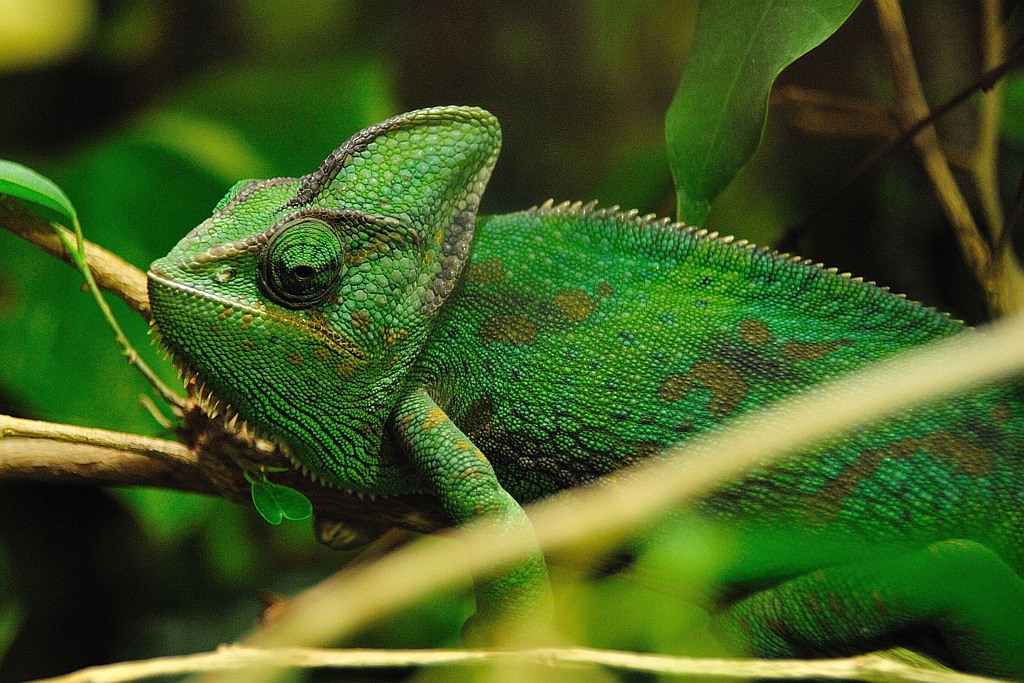 Chamaeleon8 29032009 klein