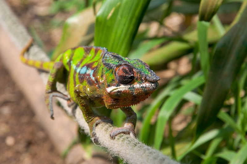 Chameleon im Zoo Zürich
