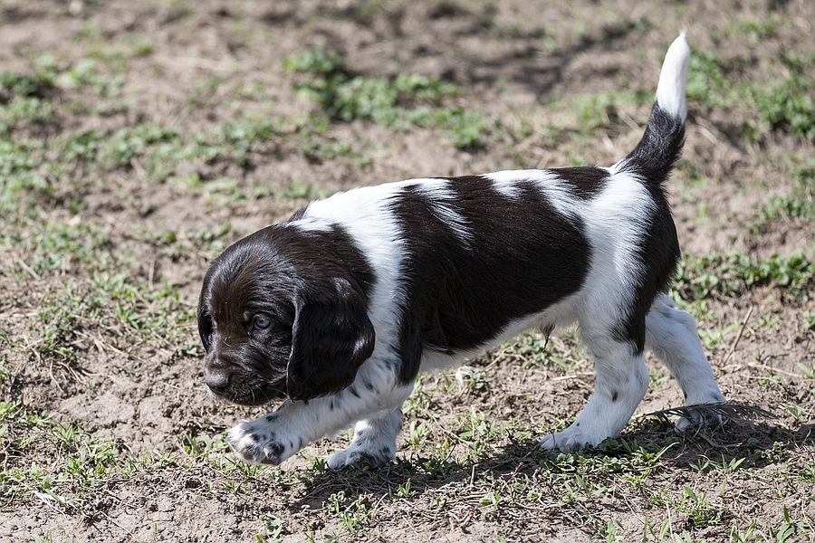 Charlie von der Jule