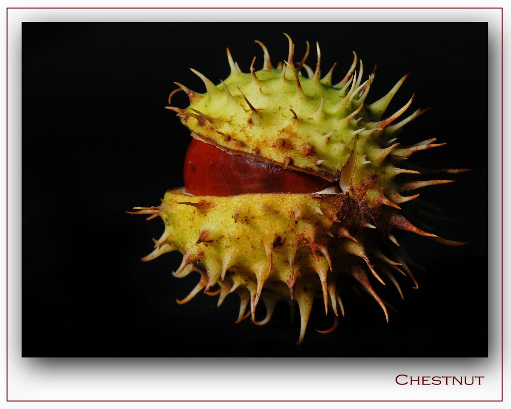 Chestnut 2