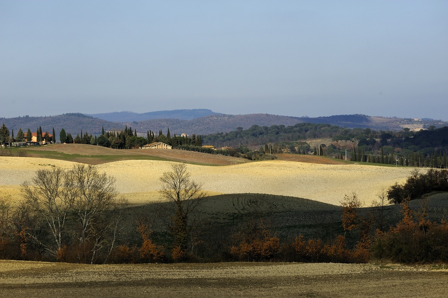 Chianti #1