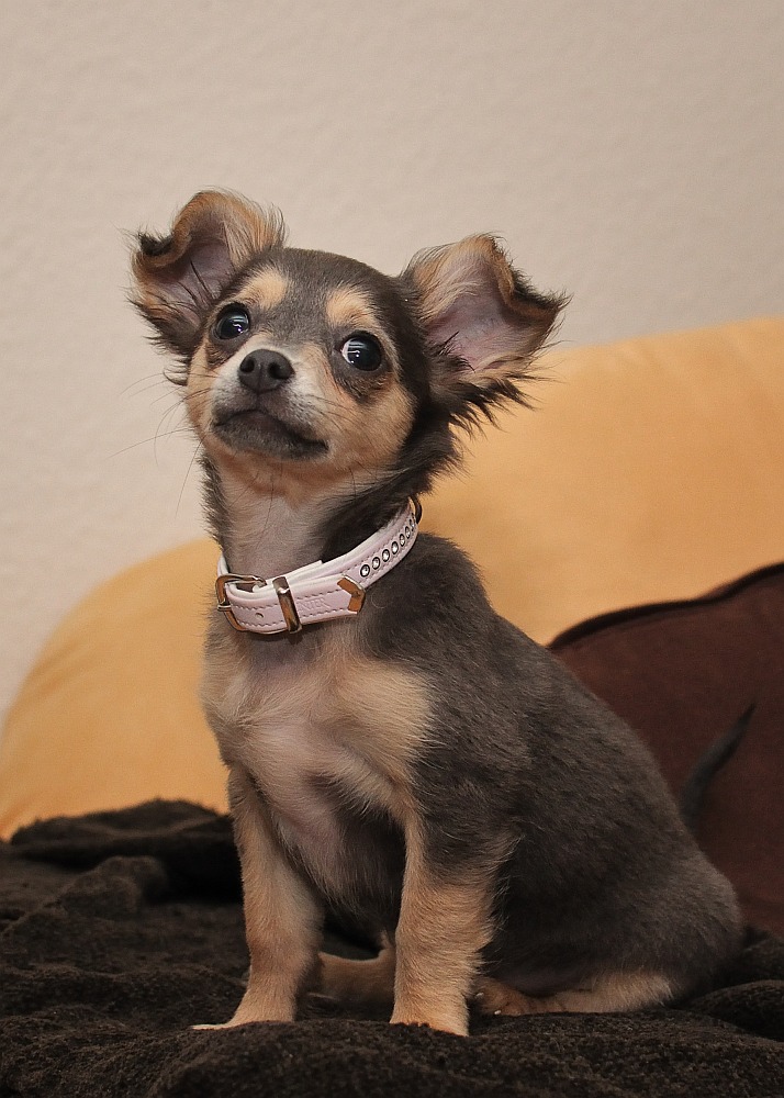 Chihuahua Tayra