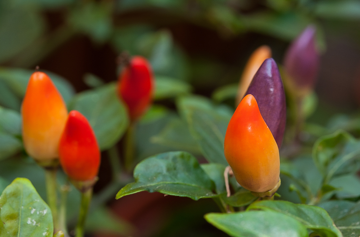 Chili 2 (1 von 1).JPG