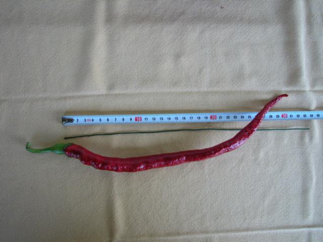 chili contest Joe`s Long 3