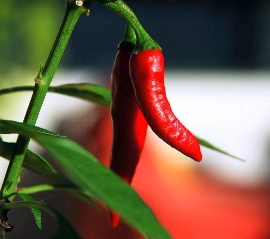 Chili klein