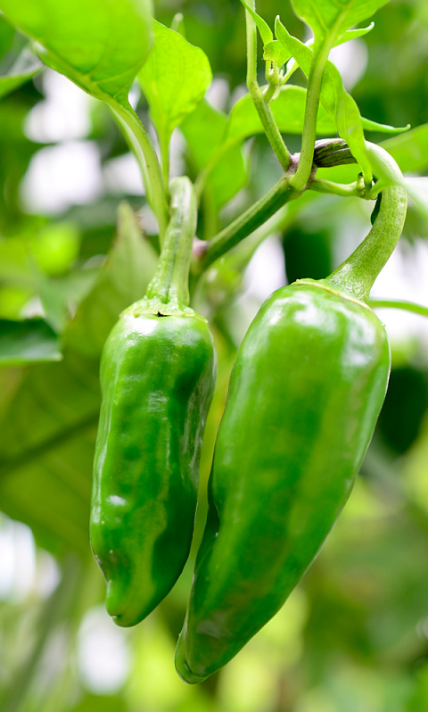Chili verde