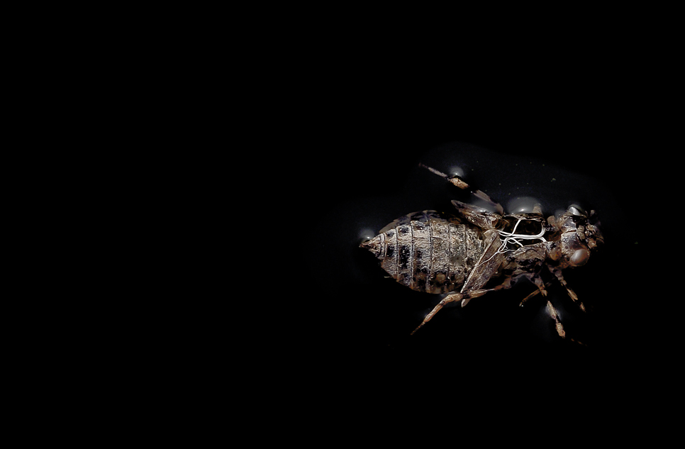chitin
hülle
wasser
spooky
treiben
schwimmen