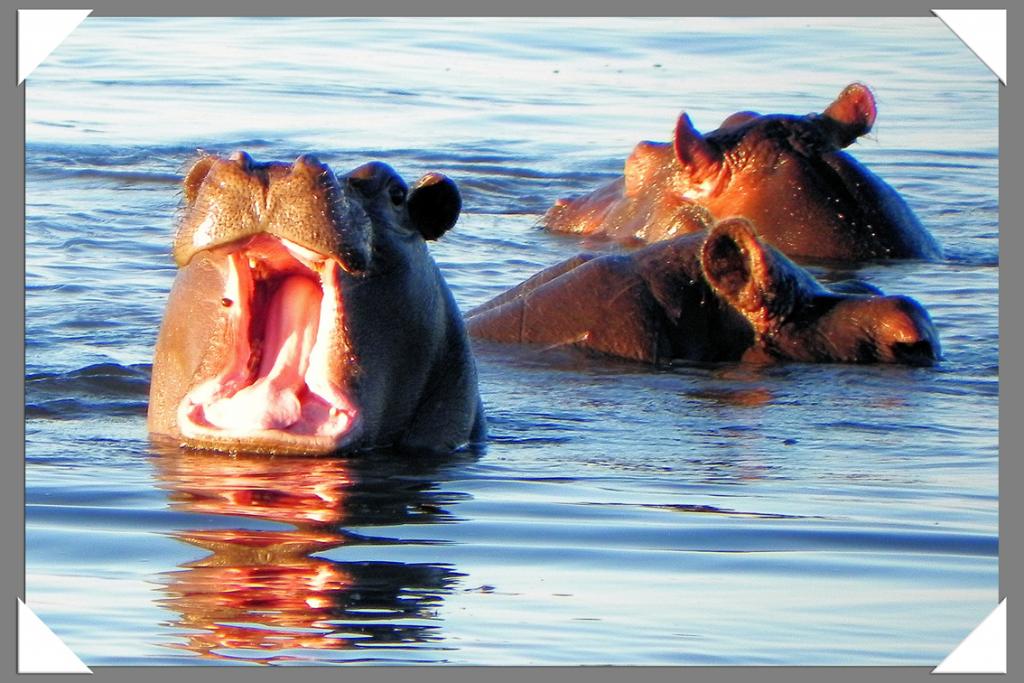 Chobe NP