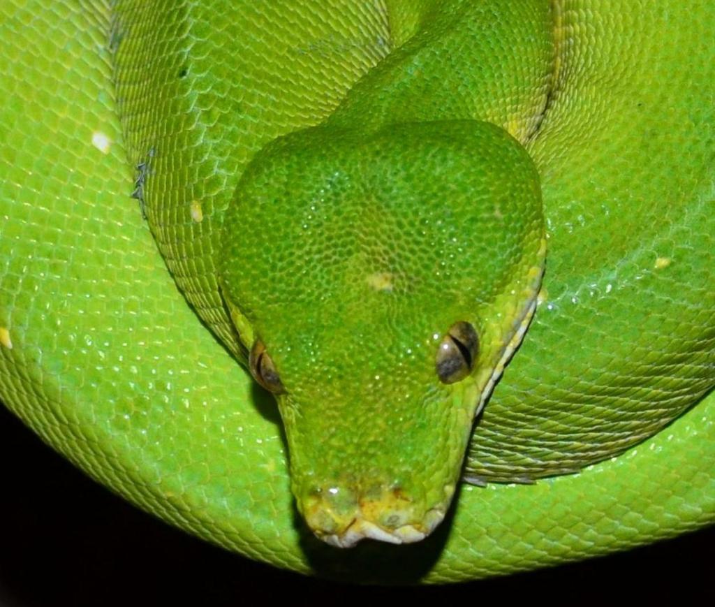 chondro 100%