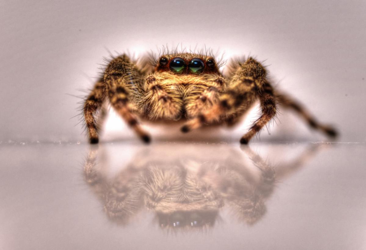 ChristianRöß 0471NikonD750 Springspinne 2 2019 DxO