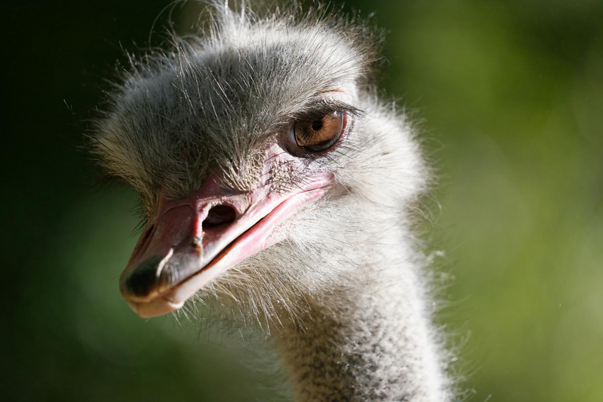 ChristianRöß 271Nikon D750 DxO DxO Strauß im Tierpark Augsburg BY