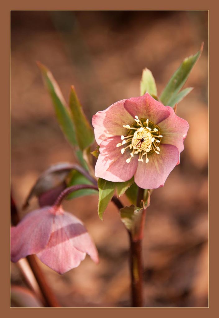 Christrose