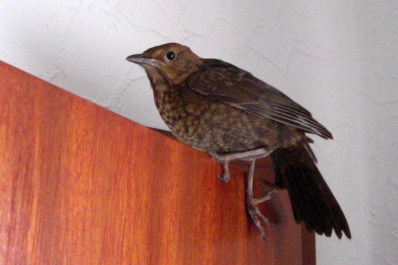 CIMG0266kl