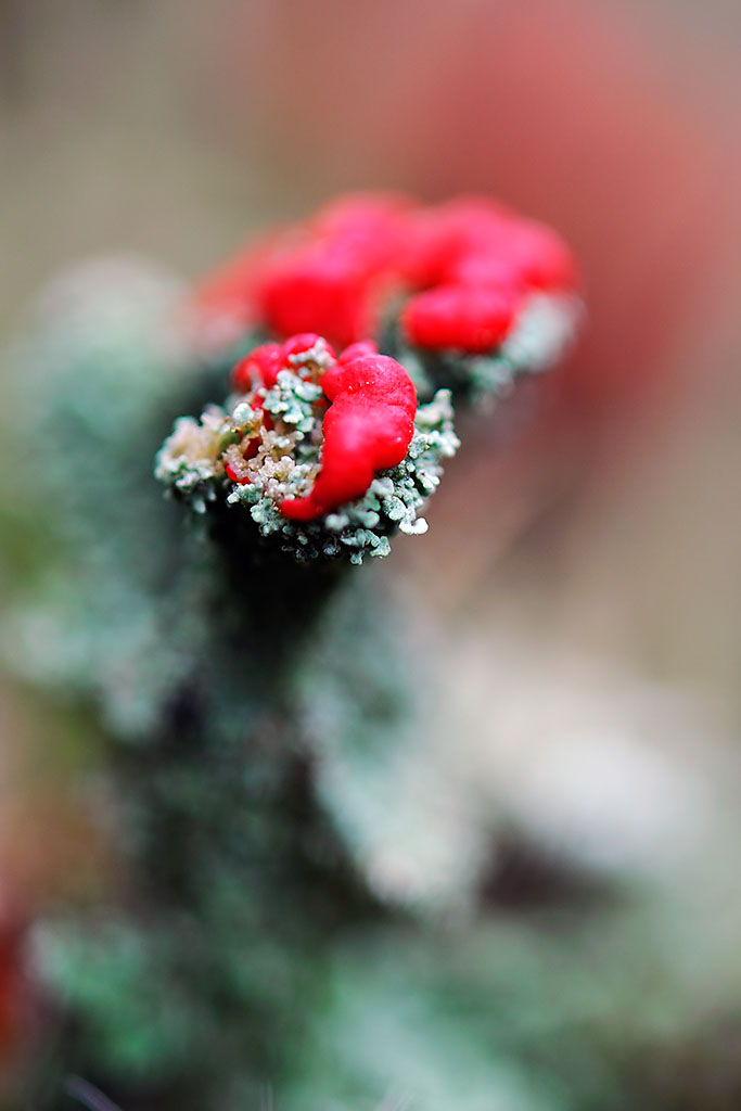 Cladonia cristatella Flechte