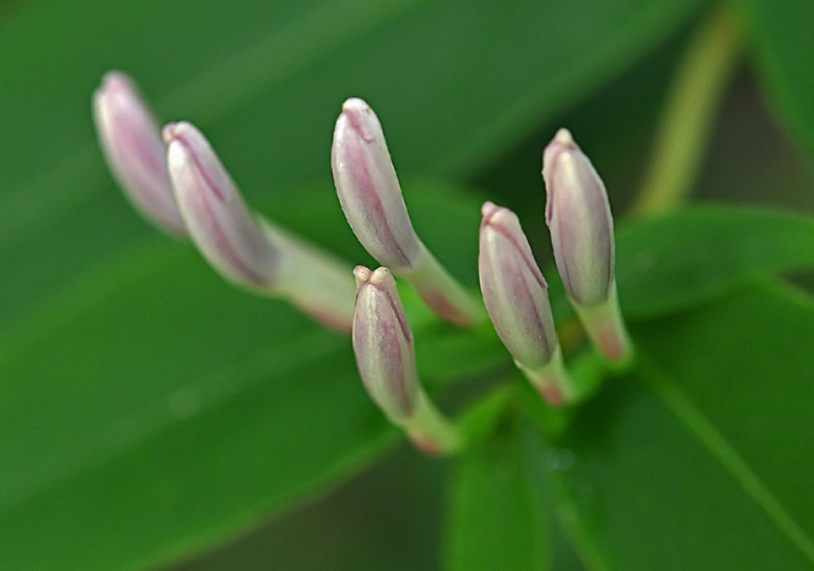 Clematis 1.jpg