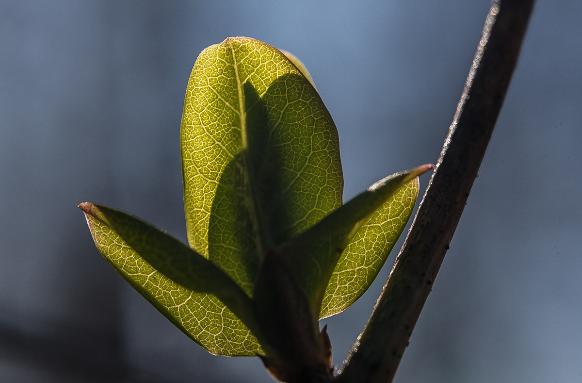 Clematis (1 von 1).JPG
