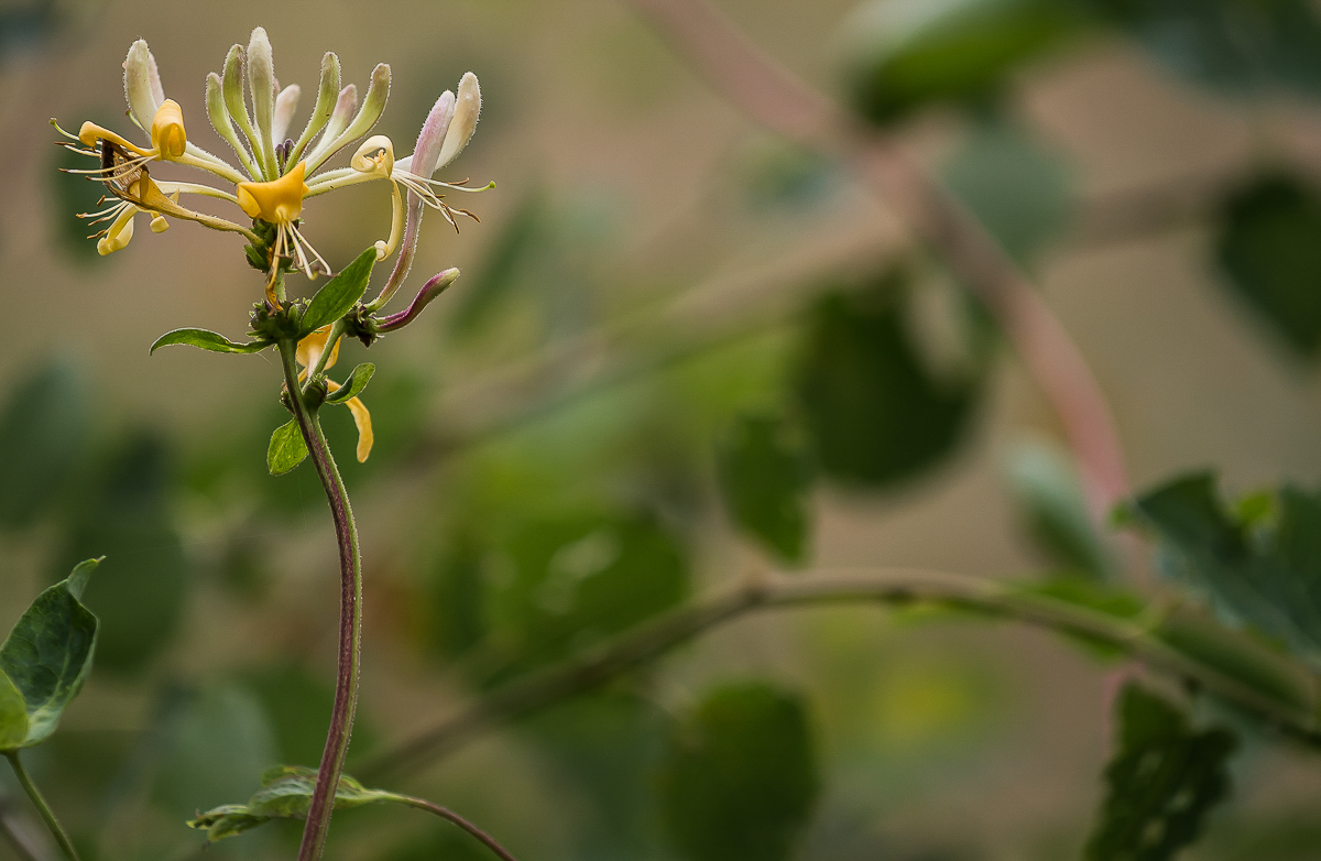 Clematis 2 (1 von 1).jpg