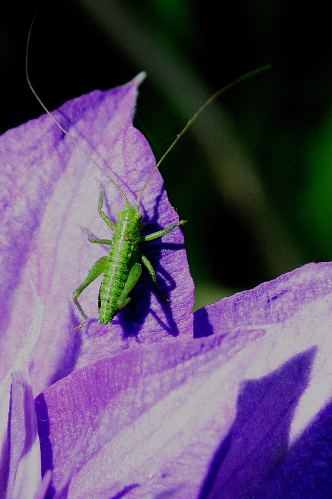 clematis &amp; besucher 2
