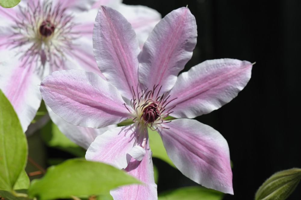 clematis JKK 7134