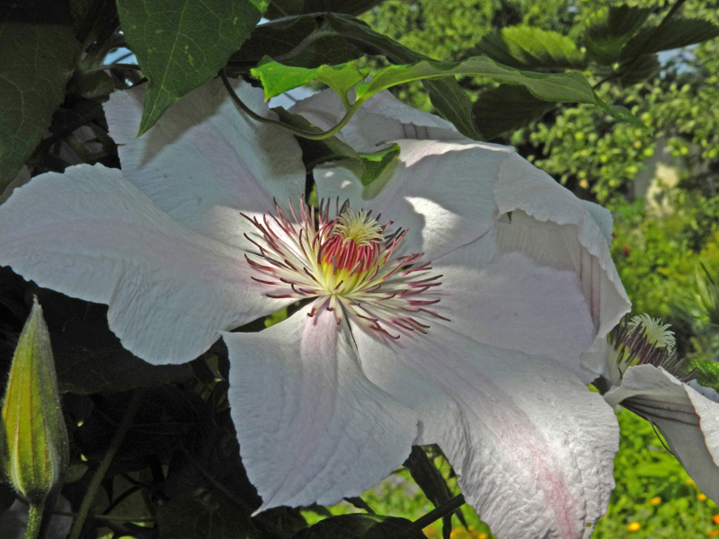 Clematis