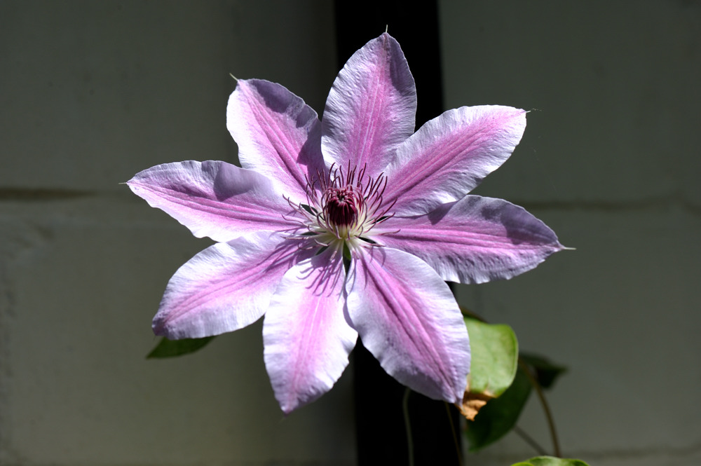 clematis1 JKK 7137