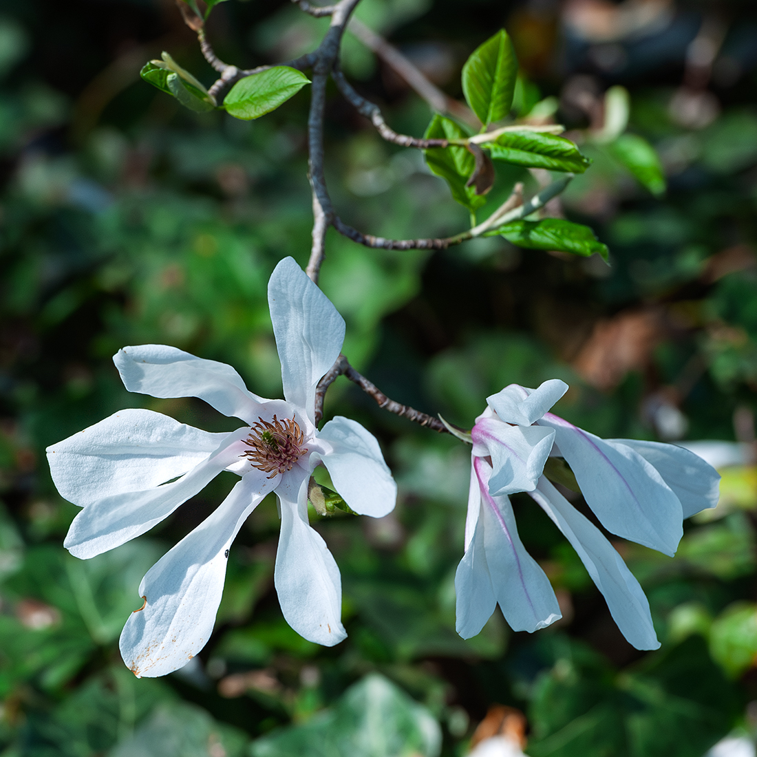 Clematis_.jpg