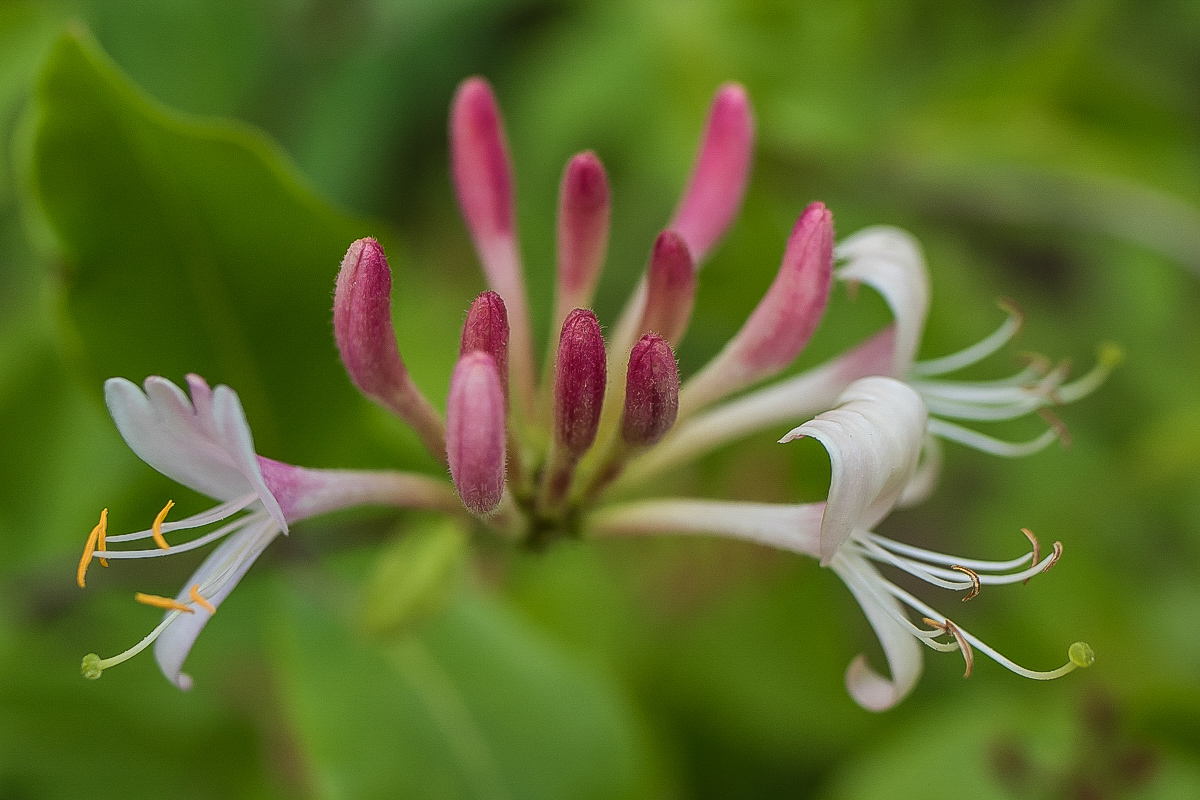 Clematisblüte.jpg