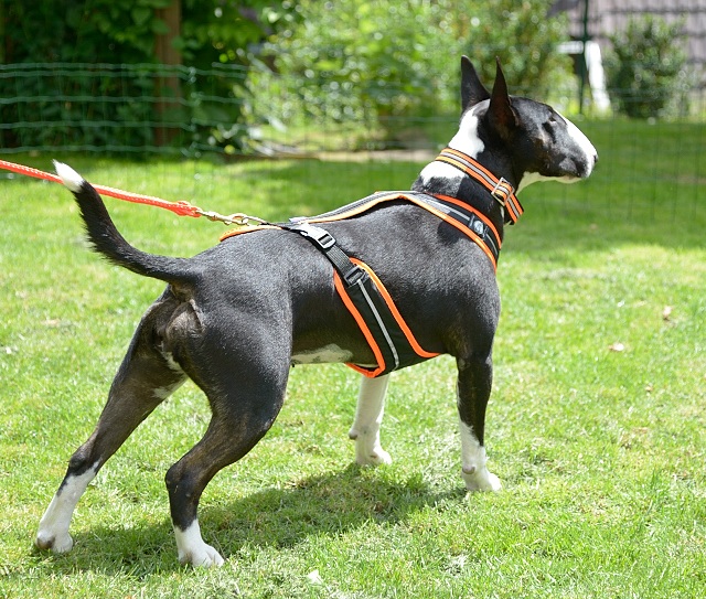 Cleo-Zuggeschirr 1