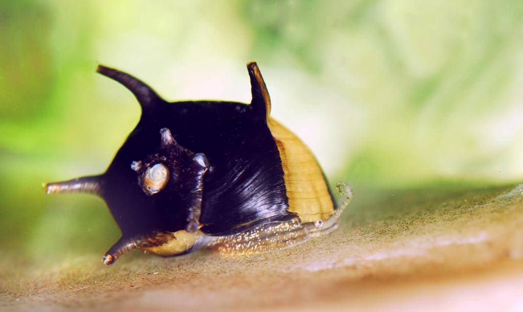 Clithon sp. unterwegs auf Stein im Aquarium. Schnecke ca. 1cm groß