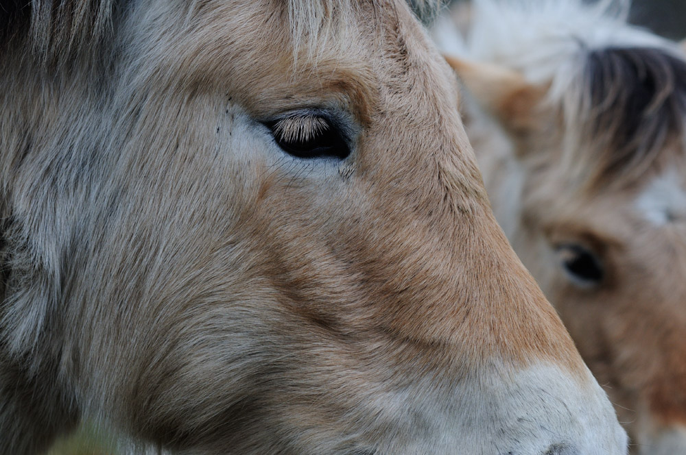 Closeup, Nikon DC 105mm AF-D, F/5, 1/320, ISO 400, -1/3 EV