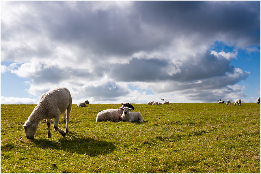 CloudyLambs

AF-D 2/35 @ D700