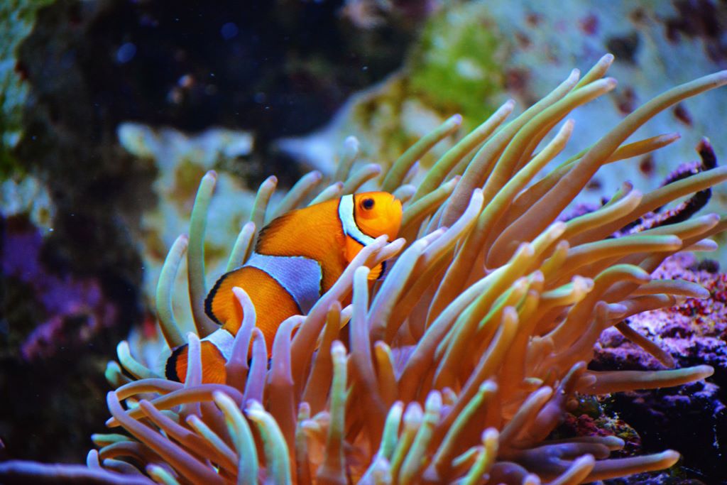 Clownfisch