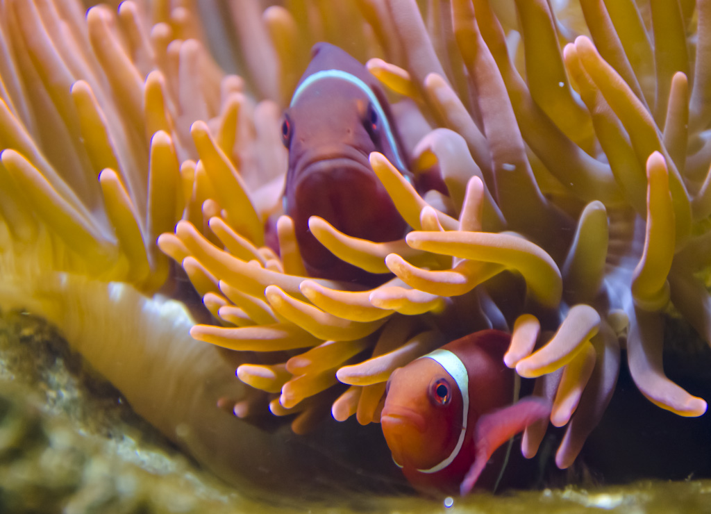 Clownfische in Anemone