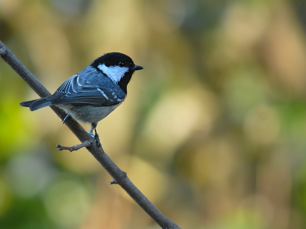 coaltit1490 hf