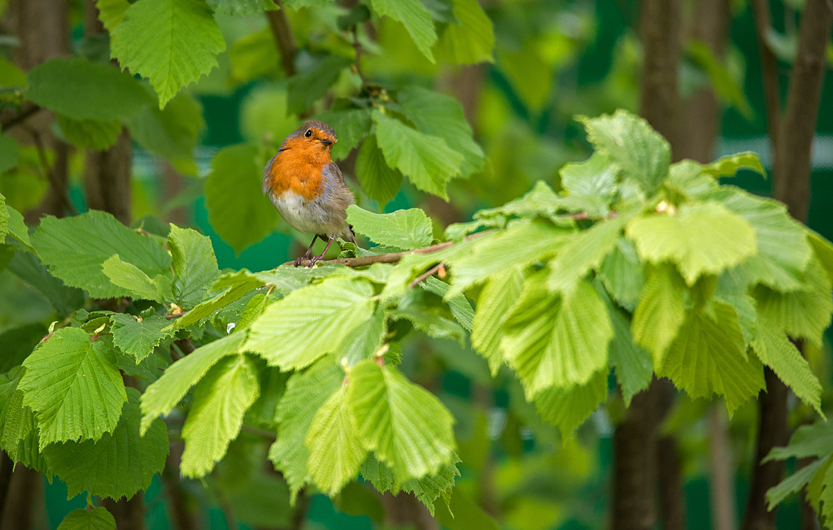 Cock Robin 1.jpg