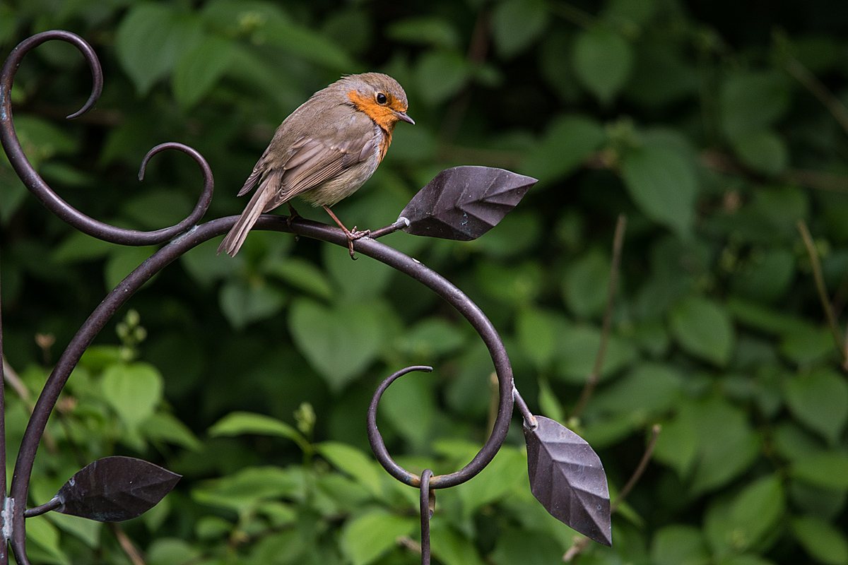 Cock Robin 2.jpg