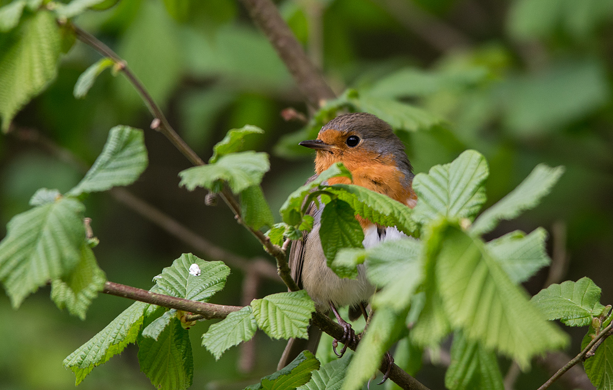 Cock Robin 3.jpg