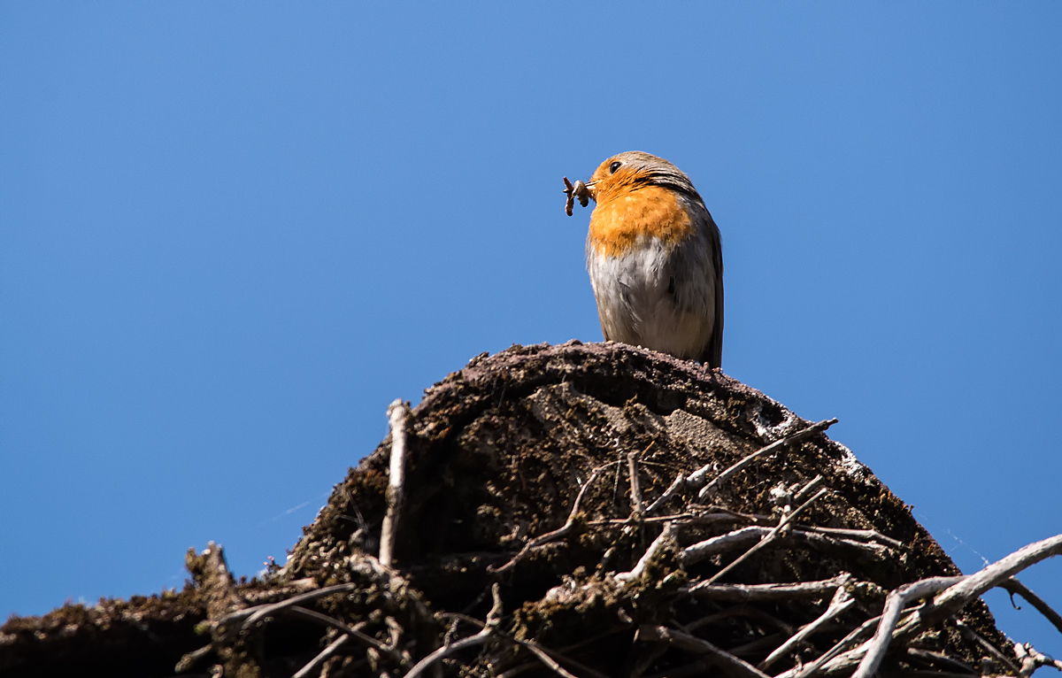 Cock Robin 5.jpg