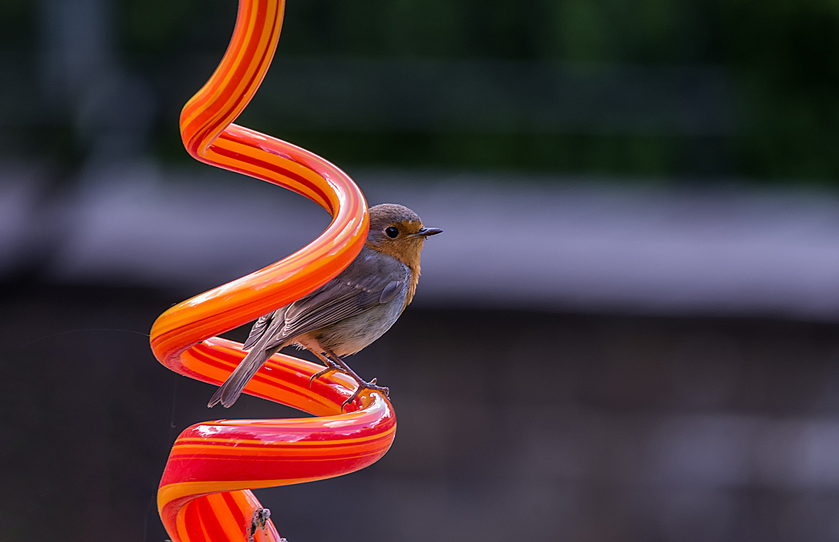 Cock Robin 9.jpg