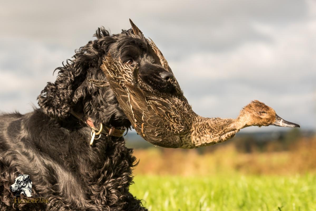 Cocker Spaniel