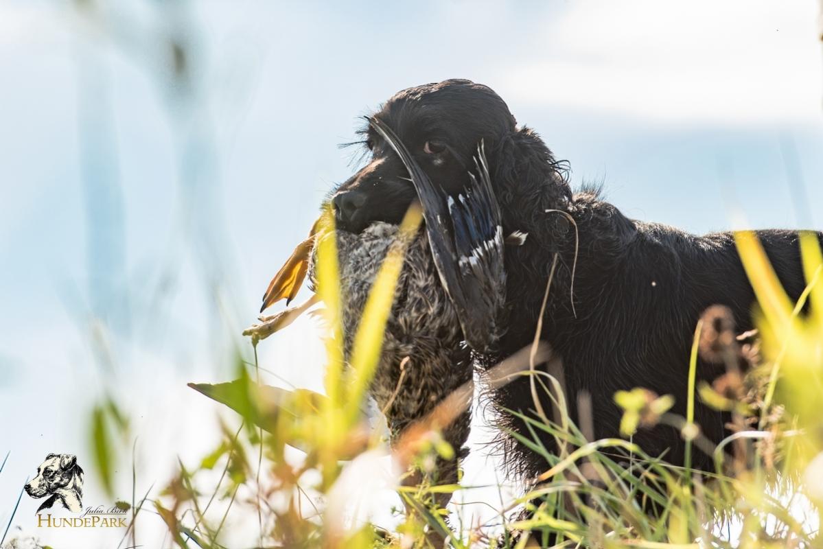Cocker Spaniel