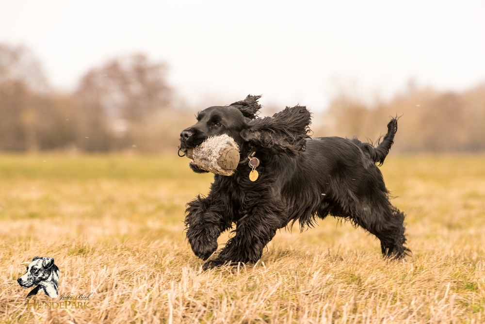 Cocker Spaniel
