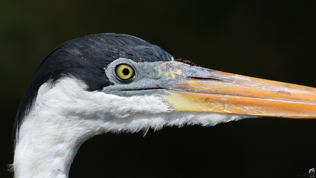 Cocoireiher (Cocoi Heron)

s1126 RioClaro CocoiHeron 7702