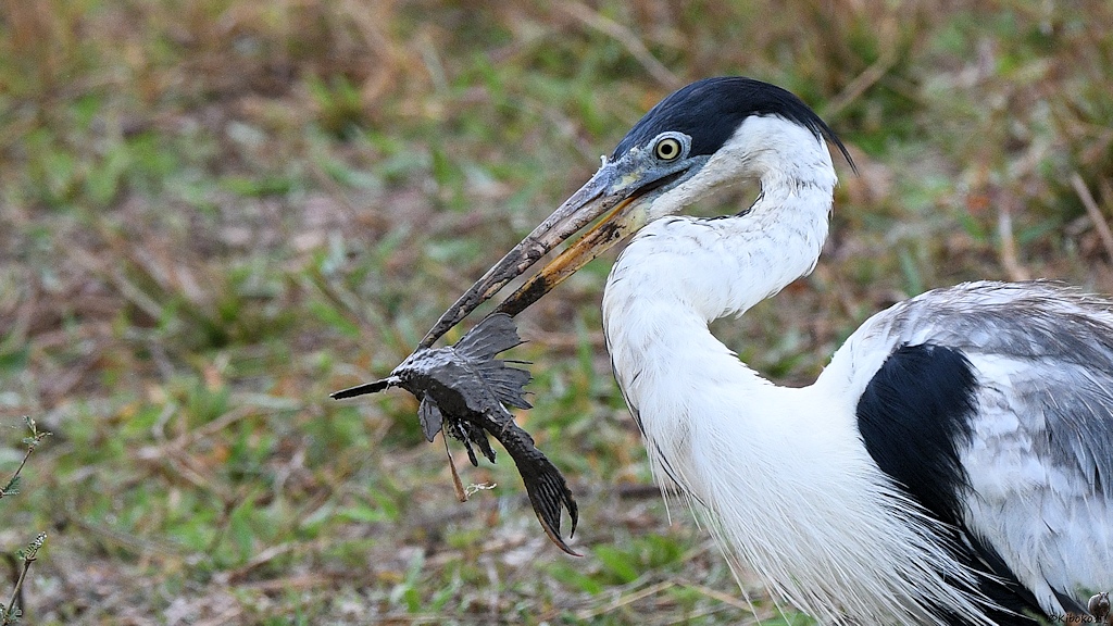 Cocoireiher (Cocoi heron)

s1223 Transpantaneira CocoiHeron 8665a